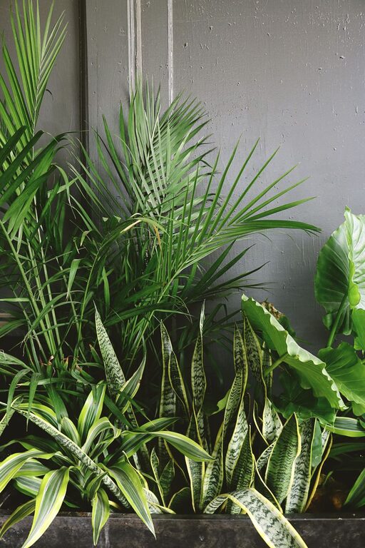 How to Refresh Your Home with Plants: A Simple Guide